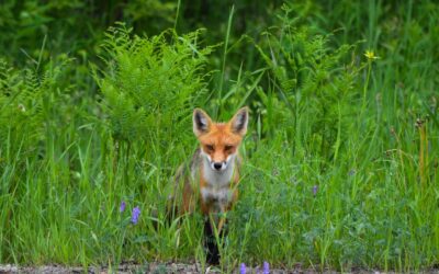 Belgium – Walloon Region – On 25 February 2026, the Parlement de Wallonie adopted a decree amending the Act of 12 July 1973 on Nature Conservation.