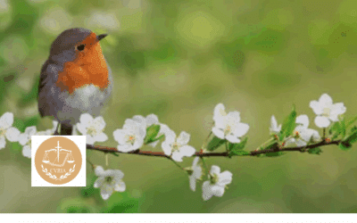 Europe – In its judgment of 16 July 2026 (Joined Cases C-27/25 and C-356/25), the Court of Justice of the European Union held that Article 6(3) of the Habitats Directive precludes a national authority from lawfully carrying out an appropriate assessment of a project affecting a Special Protection Zone (Zone de Protection Spéciale – ZPS) where the site-specific conservation objectives for that zone have not been adopted beforehand. The Court further held that, prior to the adoption of those conservation objectives, only the geographical delimitation of the area potentially affected may be undertaken, whereas the assessment of the project&rsquo;s effects on the protected site cannot. The judgment thus reinforces the principle that site-specific conservation objectives are a necessary and indispensable prerequisite for the protection regime governing Natura 2000 sites