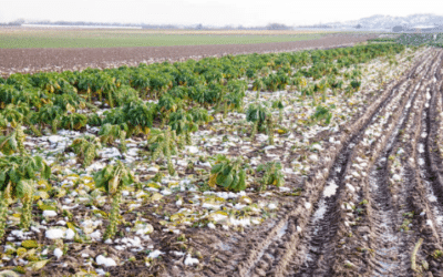 Belgique – Le Tribunal de l&rsquo;entreprise du Hainaut se déclare compétent pour connaître de demandes d&rsquo;indemnités pour des dommages liés au dérèglement climatique dirigées par un agriculteur contre la société de droit français TotalEnergie SE