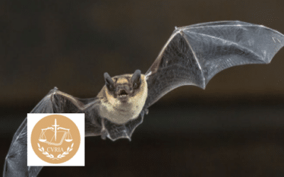Europe – The Court of Justice of the European Union, in its judgment of 16 April 2026 (Case C-58/24 – NE and Others v Ireland), held that a Member State may impose a strict time limit for challenging an environmental derogation (regarding a protected species), provided that this time limit complies with the principles of equivalence and effectiveness, meaning that it must not render judicial review impossible or excessively difficult